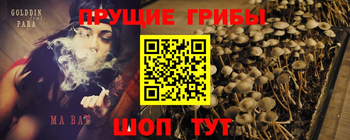 Псилоцибиновые грибы Cubensis Биробиджан